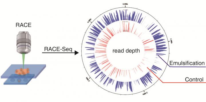 The Procedure of Raman-Activated Cell Ejection and Sequencing (RACE-Seq)