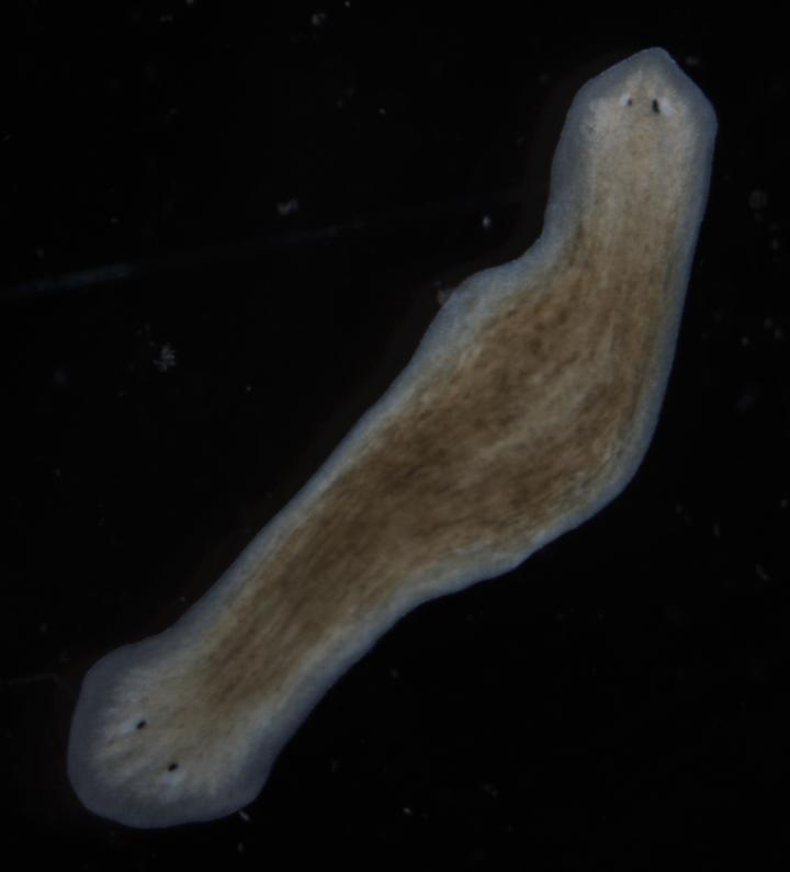 Double-Headed Flatworm