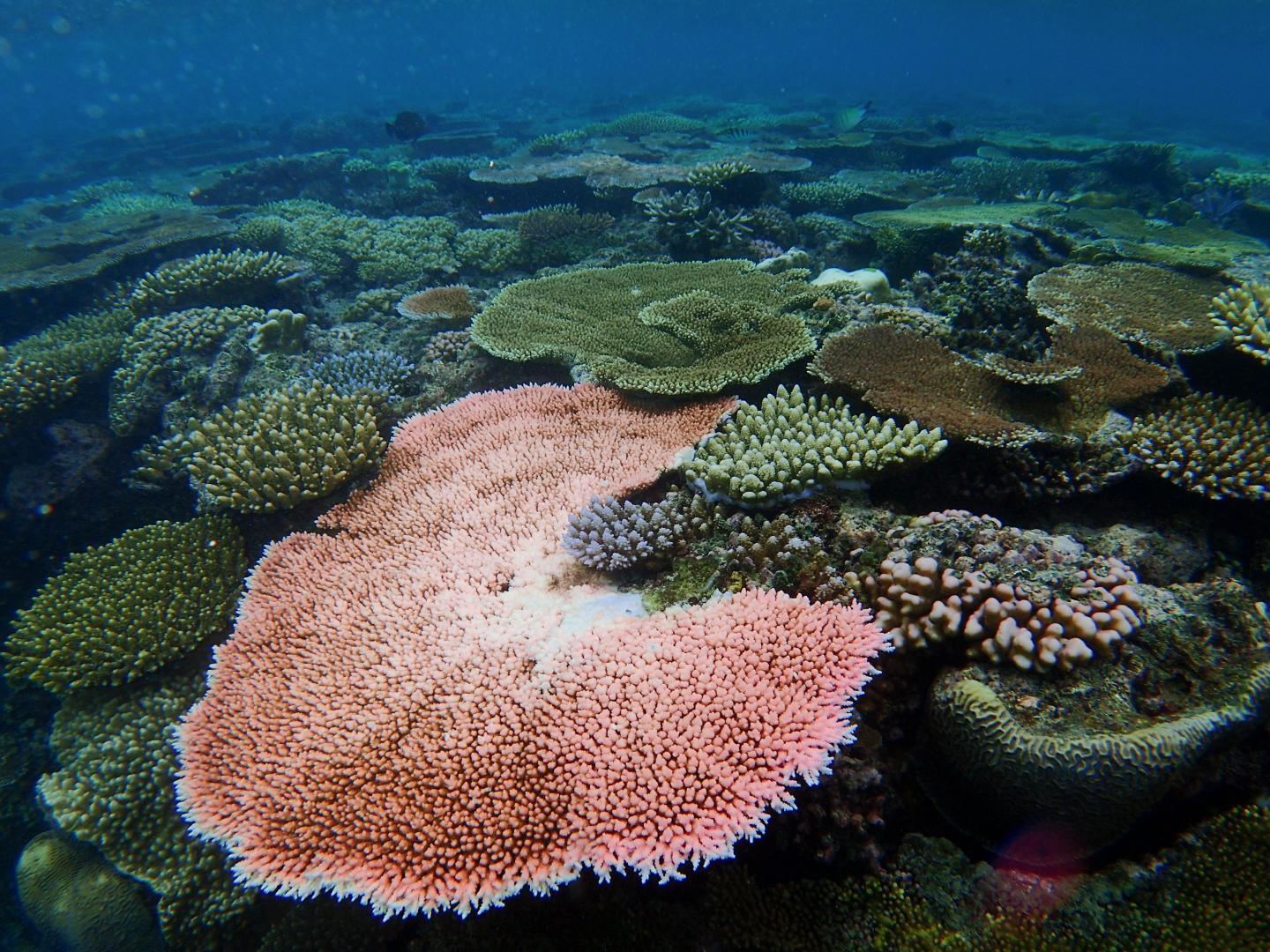Coral Community 