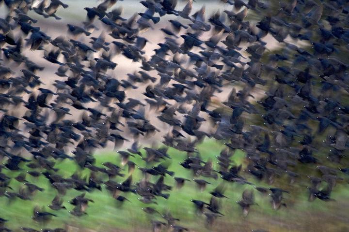 Cowbird Flock