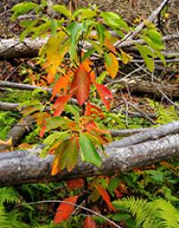 A Photo of Sassafras Leaves Growing between Branches