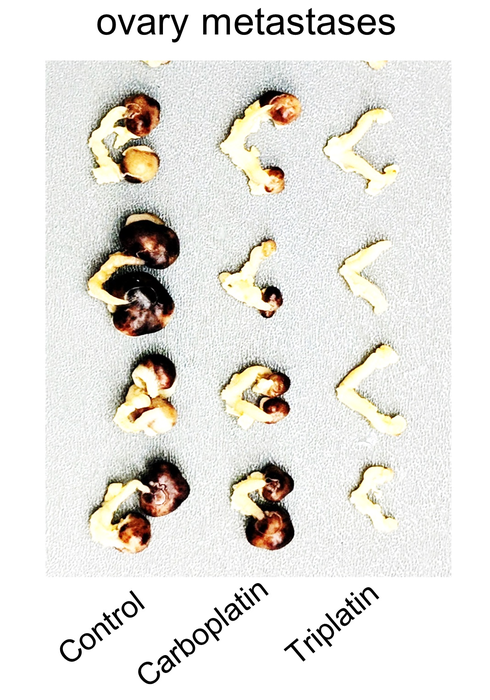 Triplatin stops the spread of cancer