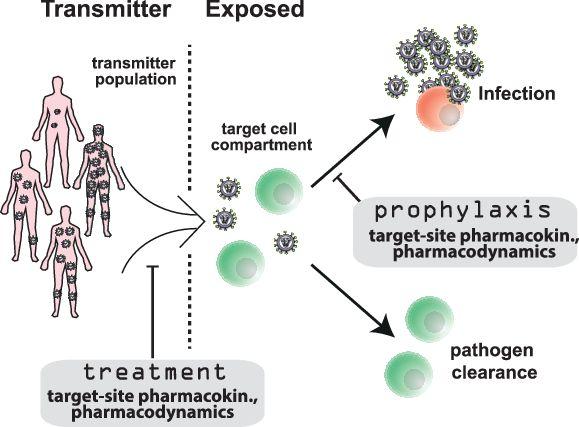 New Simulation Tool Predicts How Well HIV-Prophylaxis Will Work