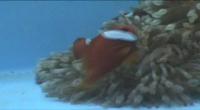 Submissive Clownfish