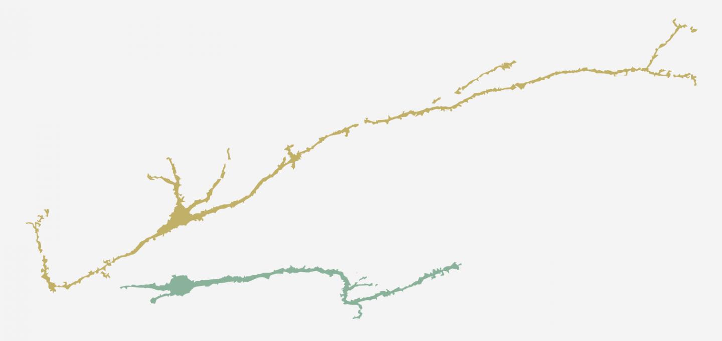 Neurons grow and shrink across the female reproductive cycle