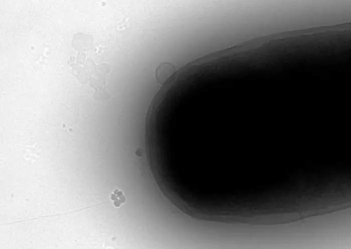 E. coli takes on the DNA