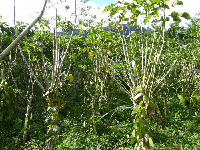 Vanille-Agroforst auf Brachland