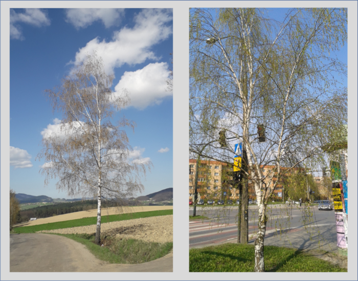 Air pollution in the places of Betula pendula growth and development changes the physicochemical properties and the main allergen content of its pollen
