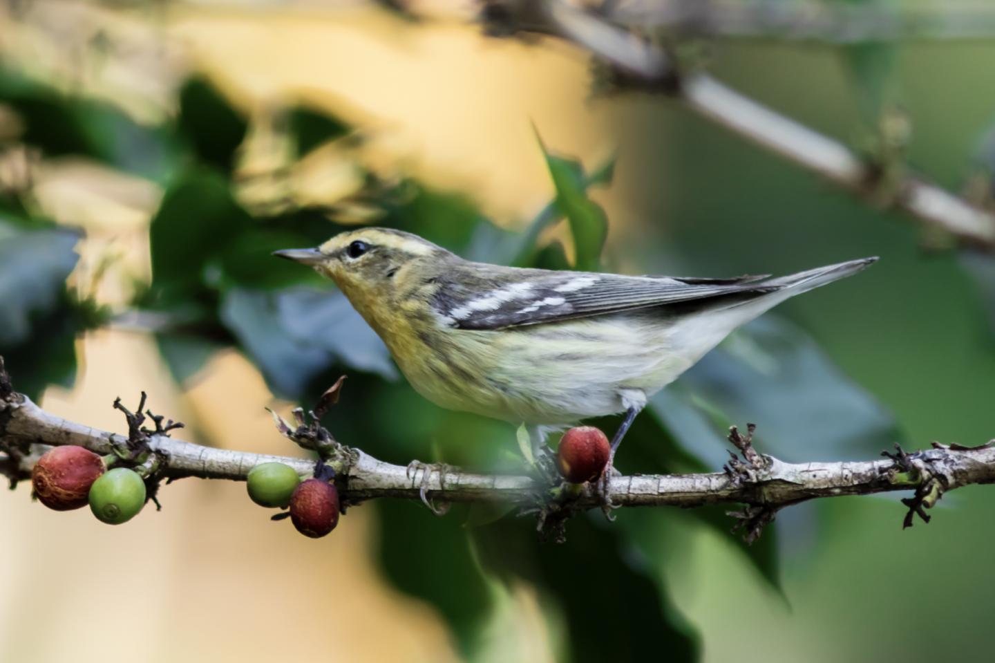 blackburnian warbler