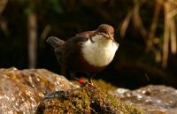 Stress in Early Life has a Lasting Impact on Male Birds' Song 2