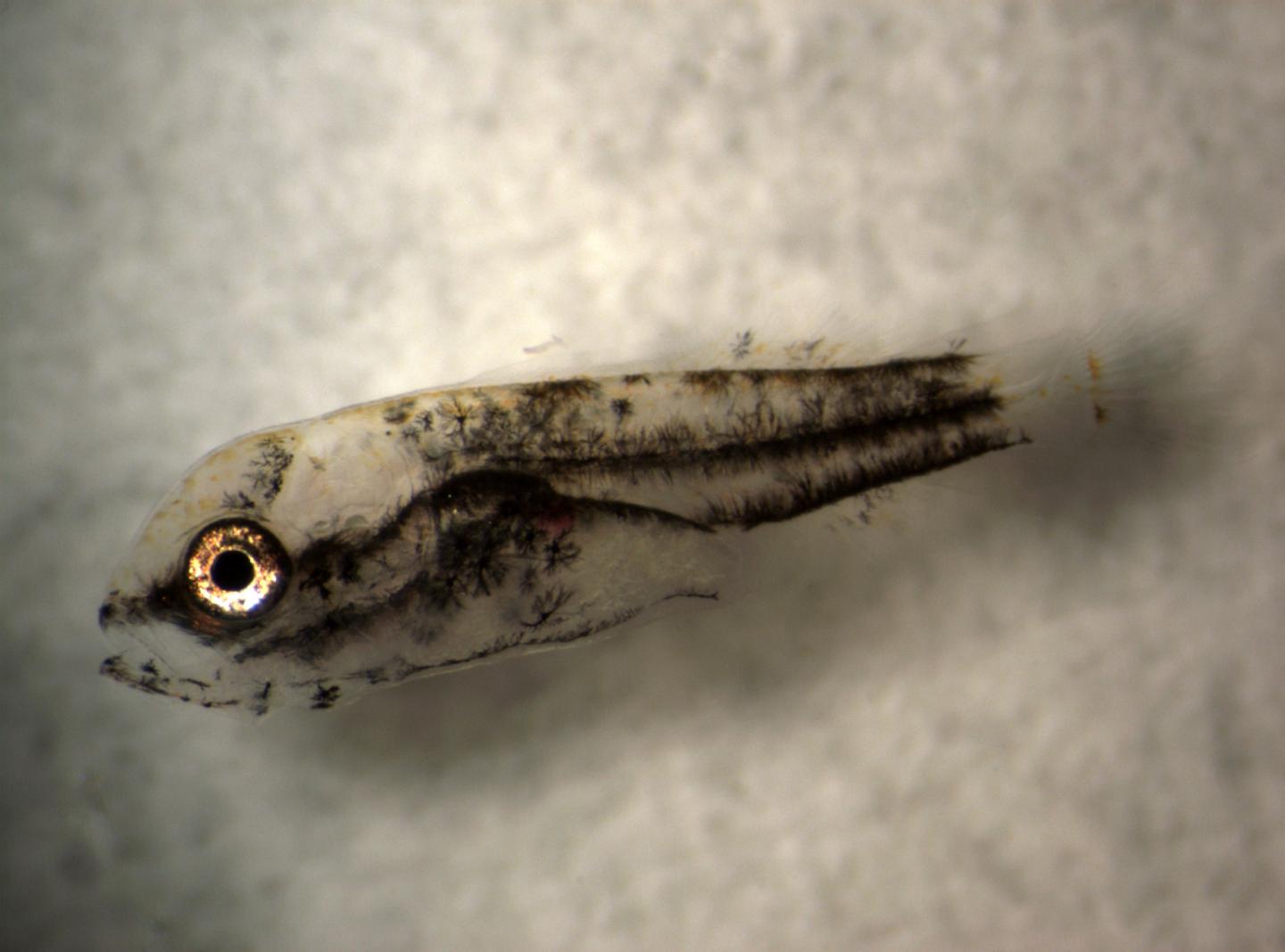 Barramundi Larvae