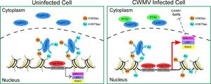 TaSRT2 recognizes a viral protein to activate host immunity by increasing histone acetylation