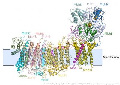 Structure of Ancient Respiratory System