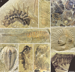 Representative fossils from the Linyi Lagerstätte