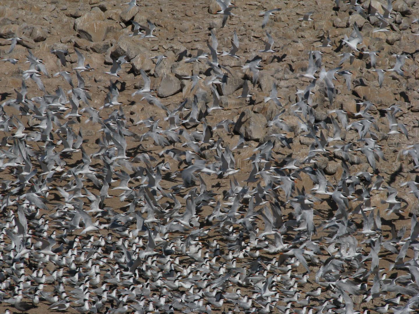 Warmer Ocean Temps, Lack of Food Driving Stalwart Seabirds from Mexico (4 of 4)