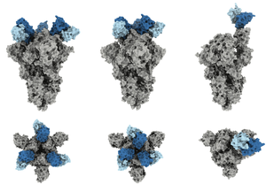 Scripps Research scientists explain what makes COVID-19 antibody “J08” so potent