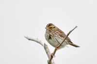 Sparrow Wintering