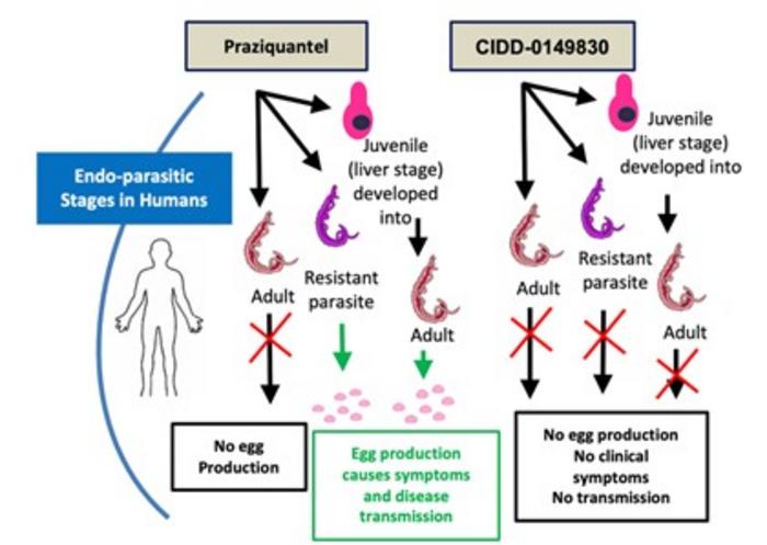 Predicted clinical impact of CIDD-0149830 compared to praziquantel