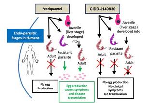 Predicted clinical impact of CIDD-0149830 compared to praziquantel