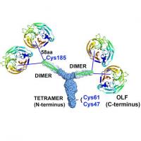 Unique Y-Shape Protein, Tripartite Dimer of Dimers Tetramer, in Myocilin