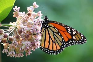 Monarch on milkweed