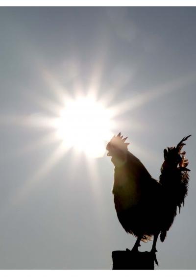 Putting the Clock in 'Cock-a-Doodle-Doo' (1 of 3)