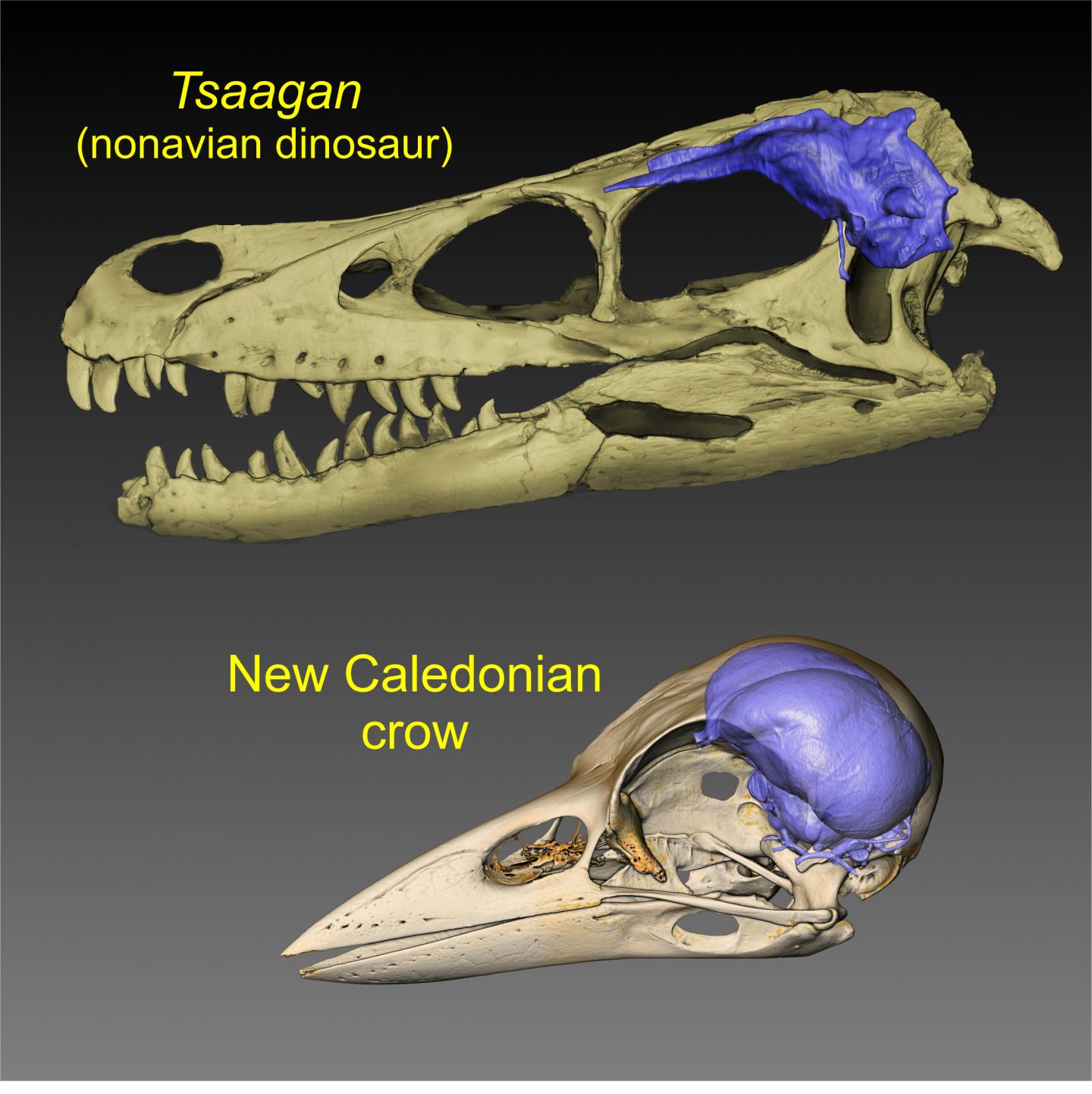 Bird Brain Evolution