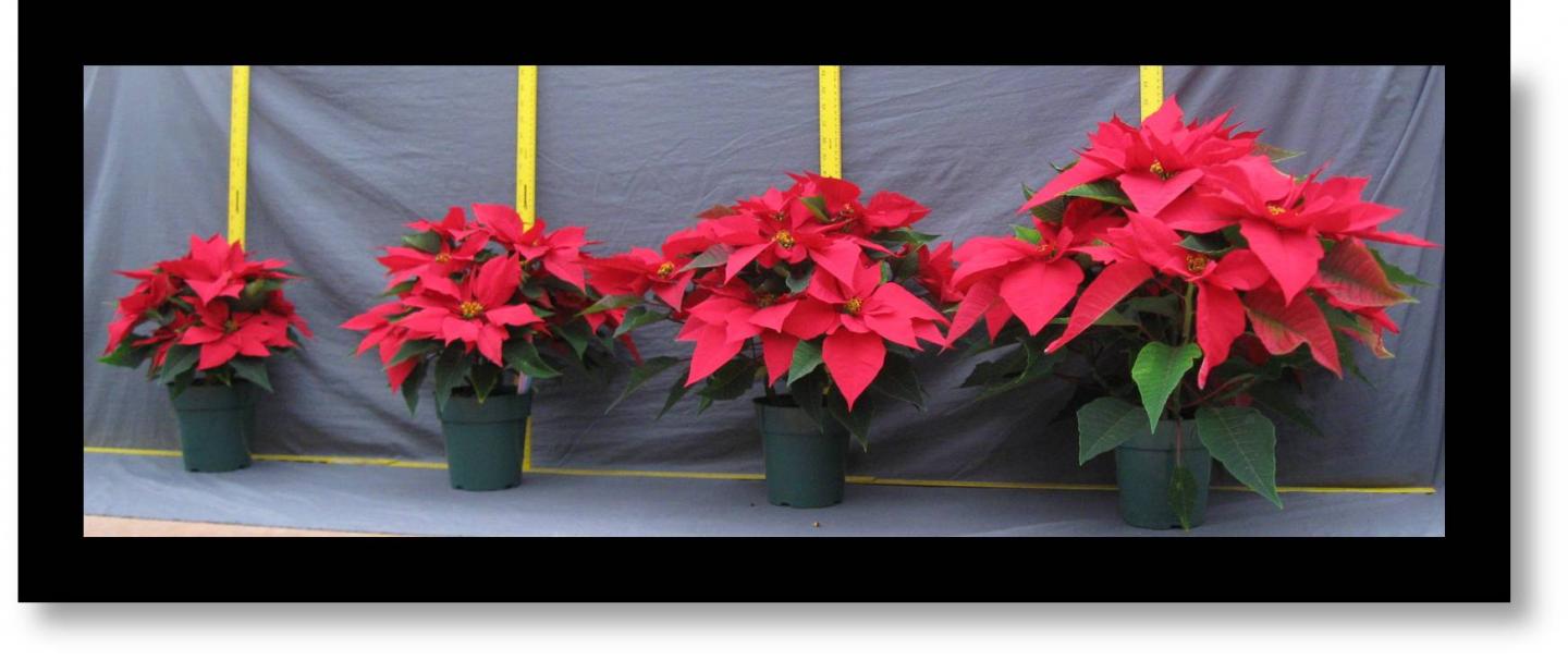 Regulating Poinsettia's Height