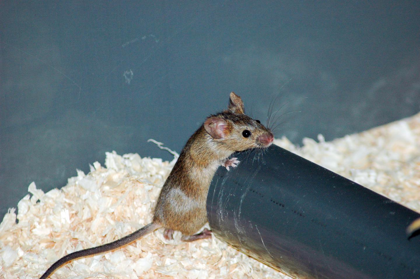 House Mouse