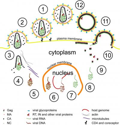Simplified Representation of HIV's Life Cycle