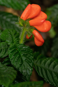 G. extinctus close-up