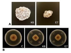 Antarctic Streptomyces strains (A)