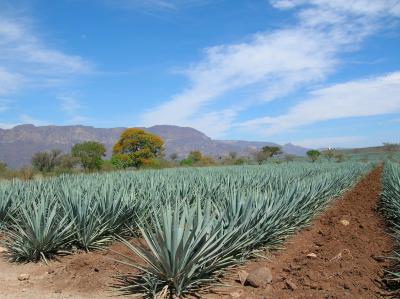 Agave Field