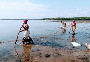 Seaweedfarming