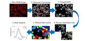 Optical microscopy along with proper image processing software can characterize metabolism per cell.