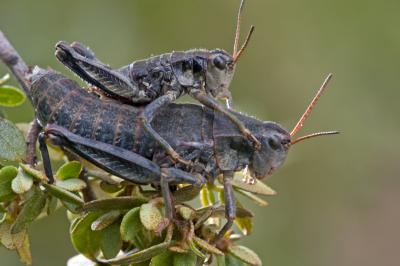 New Species - Wingless Grasshopper