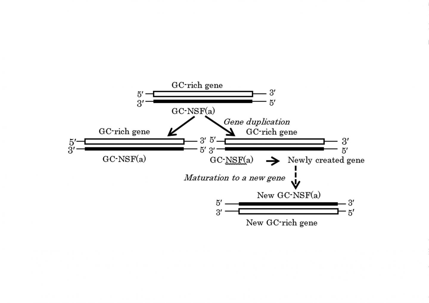Direct Evidence of the GC-NSF(a) Hypothesis on Creation of an Entirely New Gene/Protein