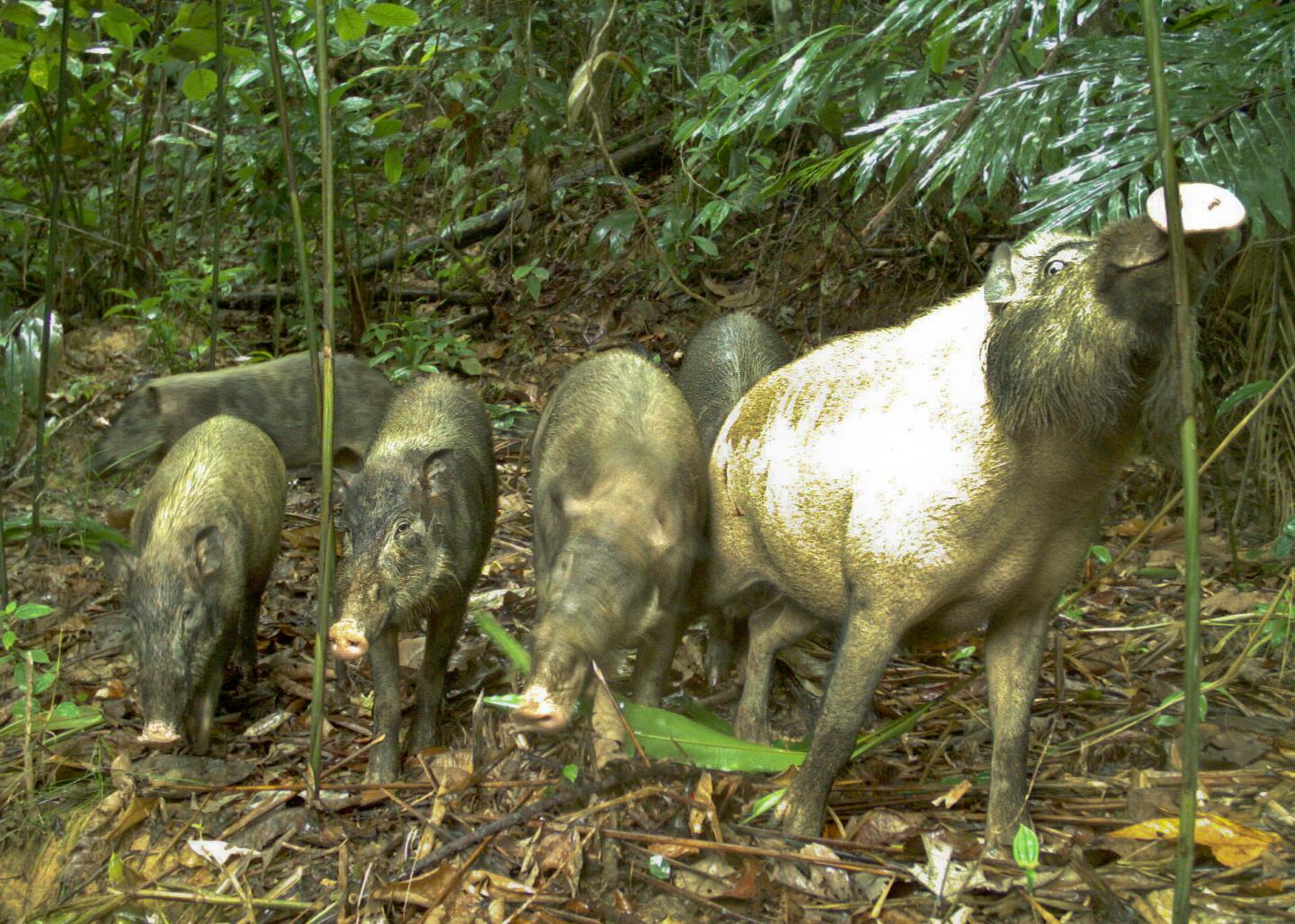 Bearded Pigs
