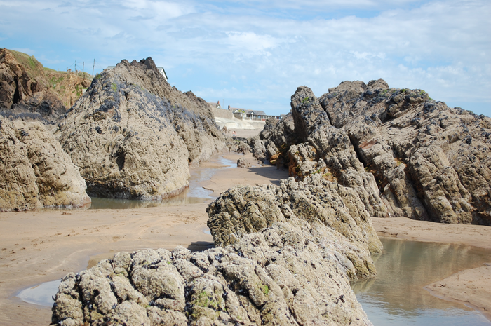 Study Shows How 1.5°C Temperature Rise Can Cause Significant Changes in Coastal Species