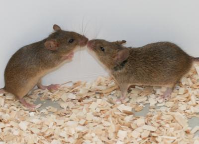 Mice that Excel at Scent-Marking Have More Offspring