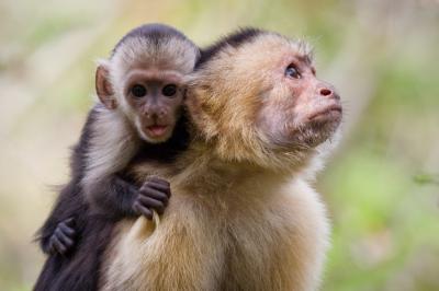 Capuchin Mother and Infant