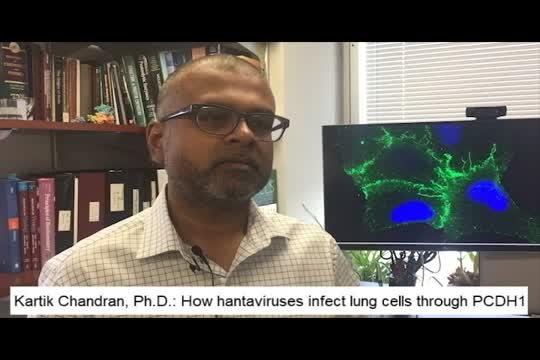 Kartik Chandran, Ph.D.: How Hantaviruses Infect Lung Cells