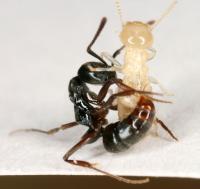 Asian Needle Ant