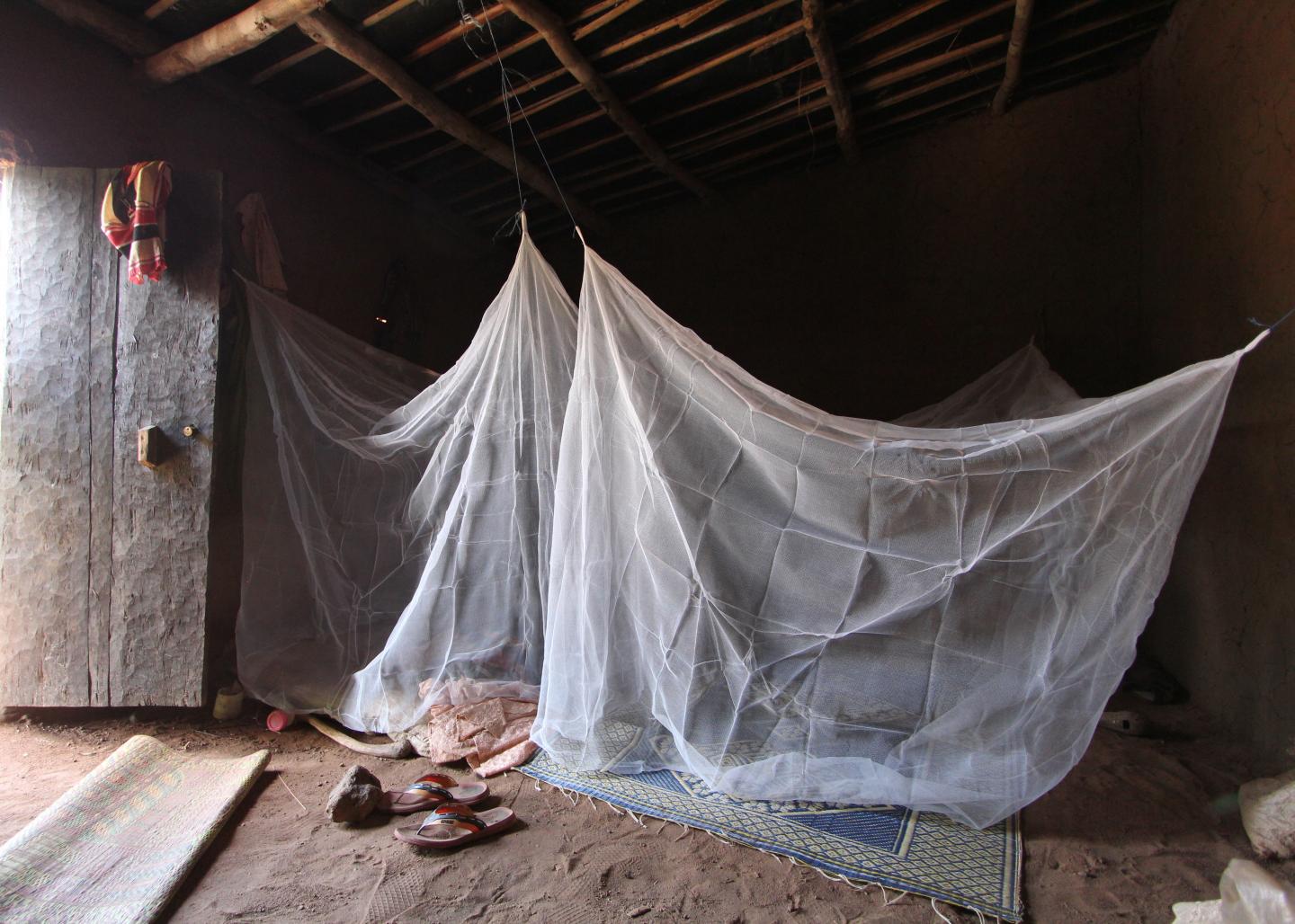 Bed nets coated with antimalaria compound block parasite — Harvard