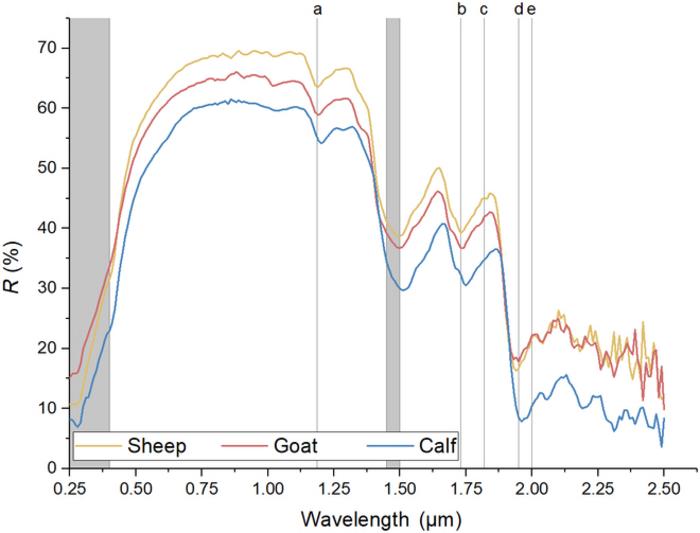 Typical ultraviolet–visible–near-infrared spectra of calf, sheep and goat parchments.