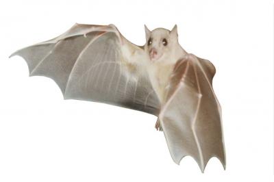 Bat