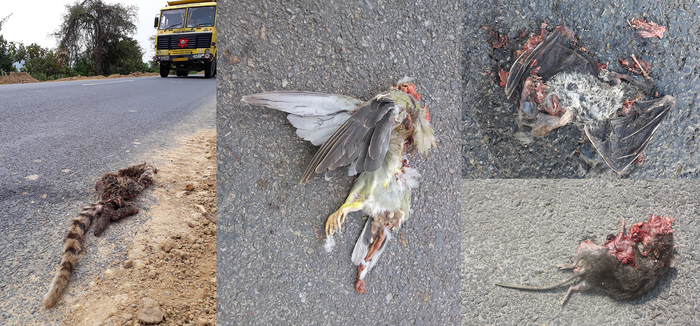 Various Road killed animals in NH 715 (new)