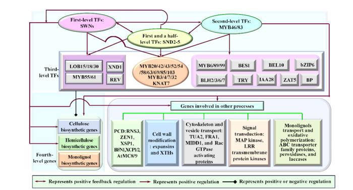 Figure 1.  The hierarchical gene regulatory network (HGRN) controlling secondary cell wall (SCW) formation in Arabidopsis.