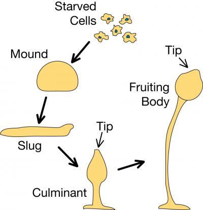 Simple Organism, Complex Tissue (3 of 4)