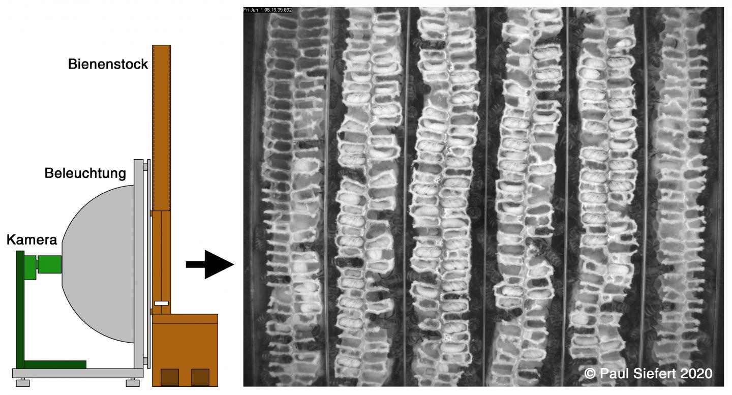 Diagram/monitoring of brood cells